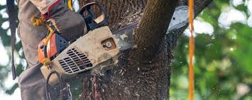 Best Tree Disease Treatment  in Bloomfield, MO