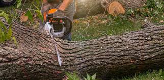 Best Firewood Processing and Delivery  in Bloomfield, MO