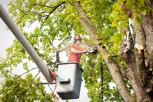 Best Arborist Consultation Services  in Bloomfield, MO